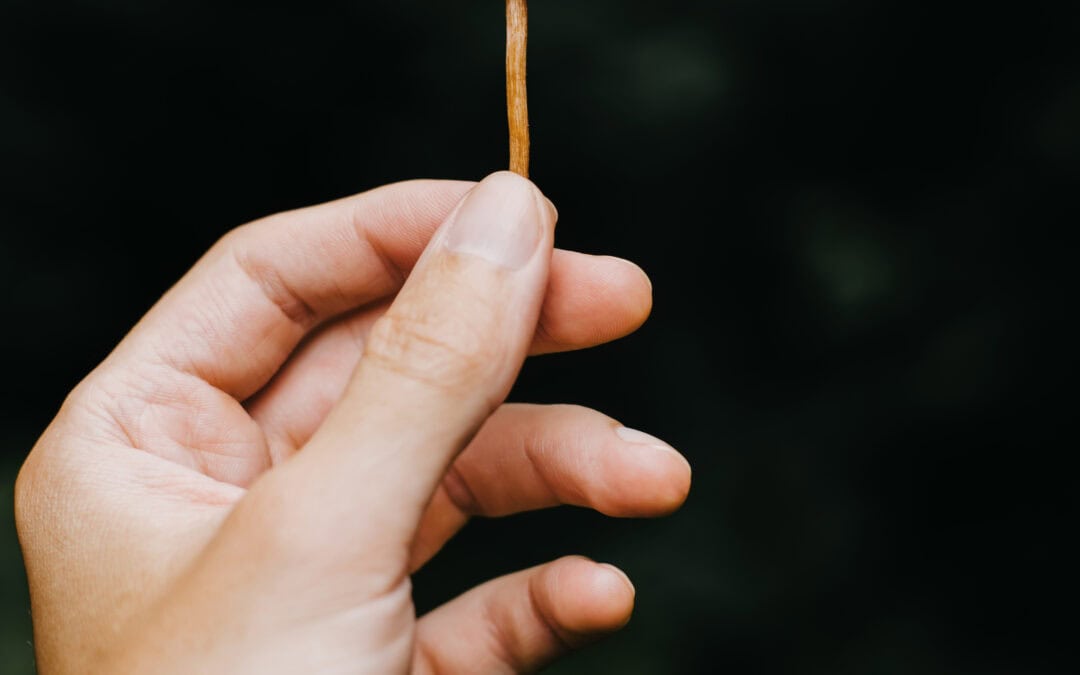 Psilocybin & Longevity: A New Pathway to Cellular Renewal?