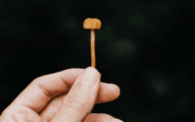 Psilocybin & Longevity: A New Pathway to Cellular Renewal?